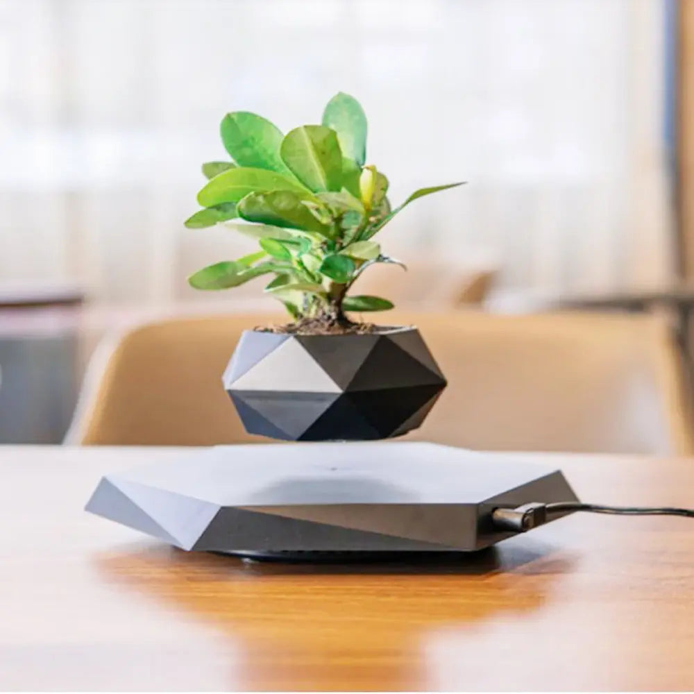 Unveiling the Magic of Levitating Plants