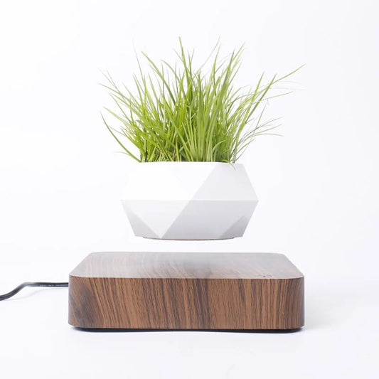 Levitating Plant Bonsai Weed Bamboo