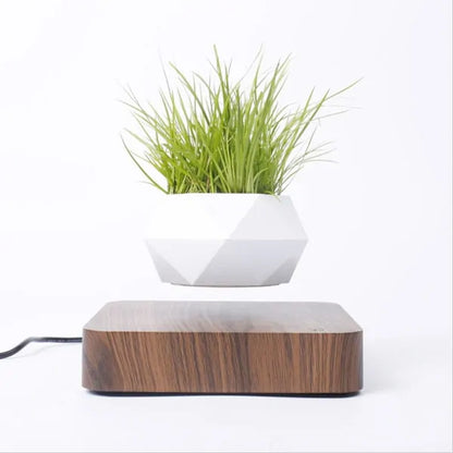 Levitating Plant Bonsai Weed Bamboo