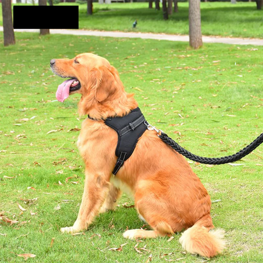 Comfortable dog walking harness and leash set by AmoorPet. Perfect for large and medium dogs. Adjustable harness for a secure fit.